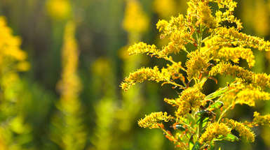 Lutter contre les plantes envahissantes
