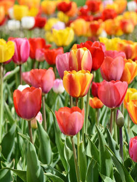 tulipes