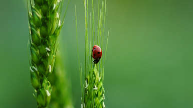 L'Atlas de la biodiversité communale