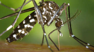 Lutter contre les insectes nuisibles