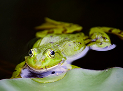 Grenouille verte