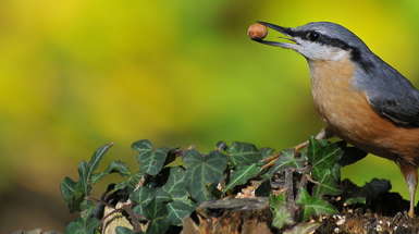 Biodiversité