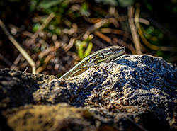 Lézard des murailles