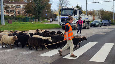 La transhumance fait étape à Meylan 